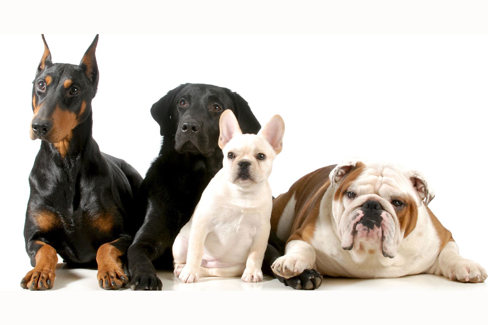 5 пород собак, подходящих для истинных домоседов