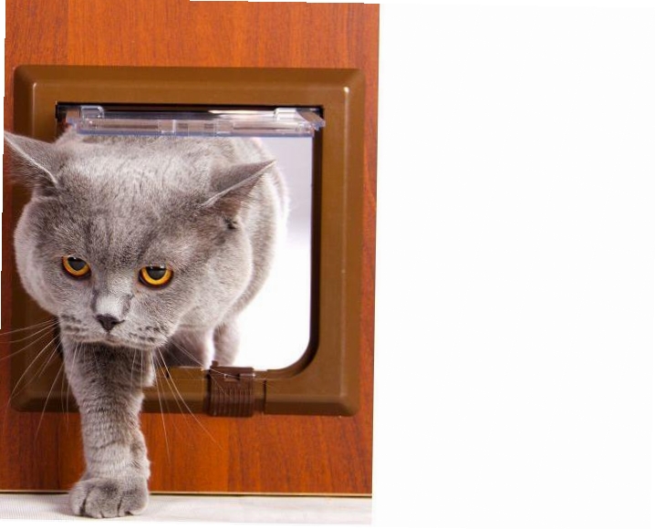 Входная дверь, холодильник, кран — что еще легко могут открыть ваши кошки