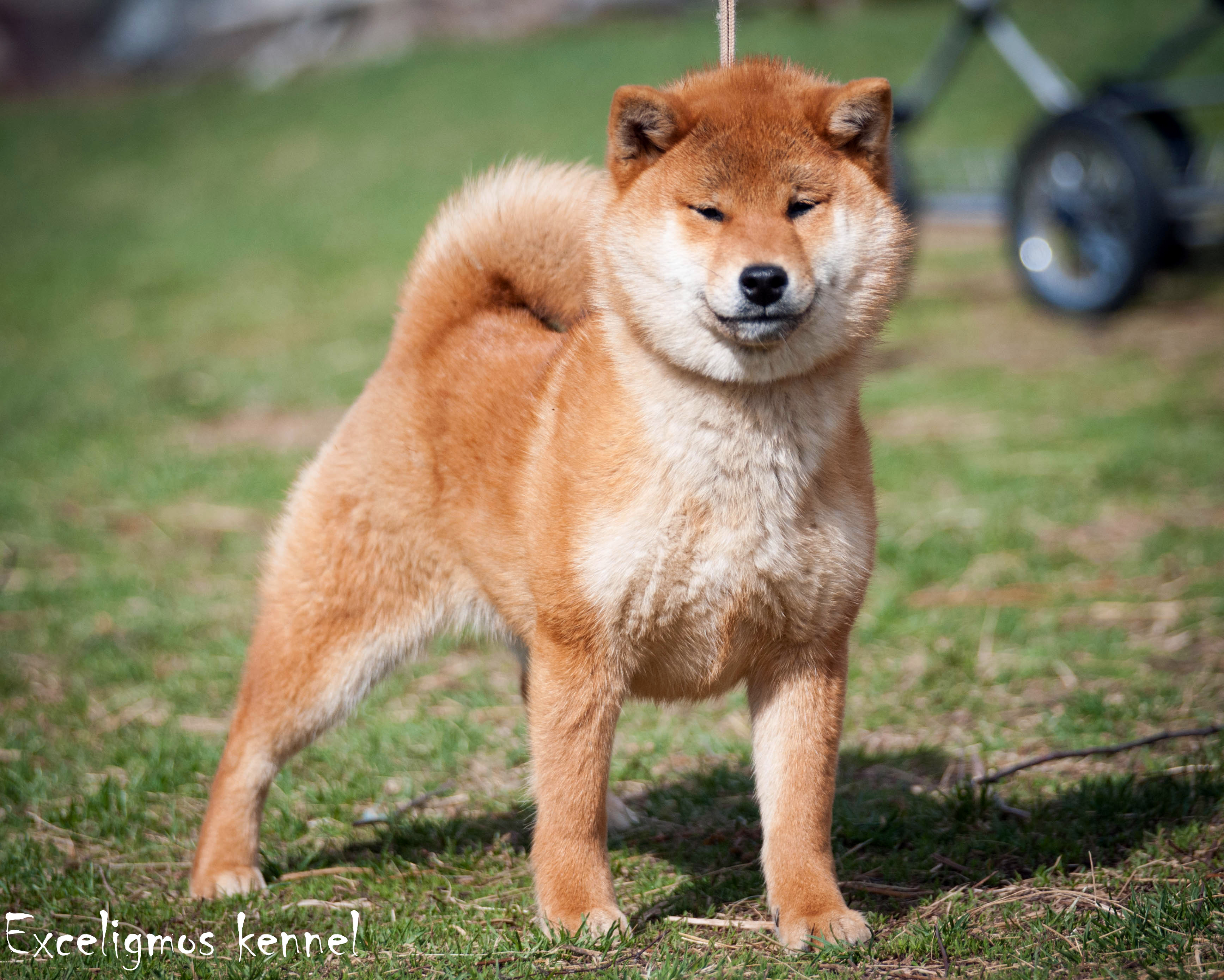 Сиба-ину: японская порода собак, описание