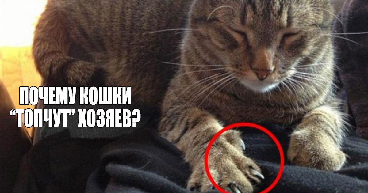 Почему кошка топчется передними лапками