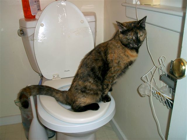 Попа кота: почему ездит после туалета, причины покраснения