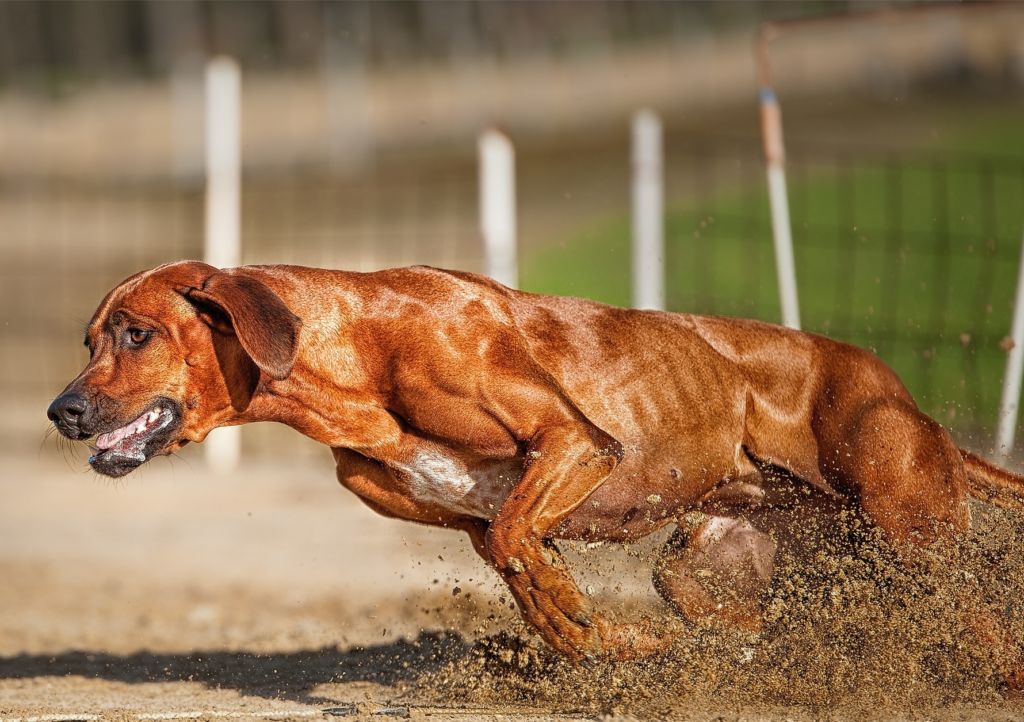 Силачи и атлеты собачьего мира
