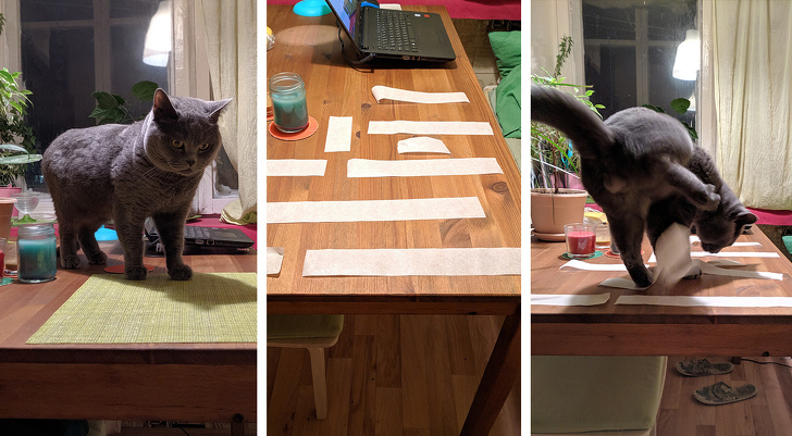 Как отучить кошку залезать на стол