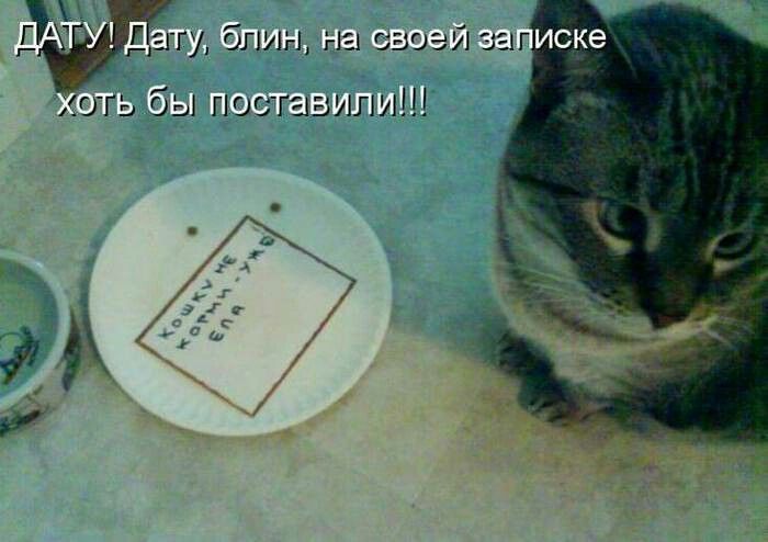 О чем думают кошки: мысли о своих хозяевах