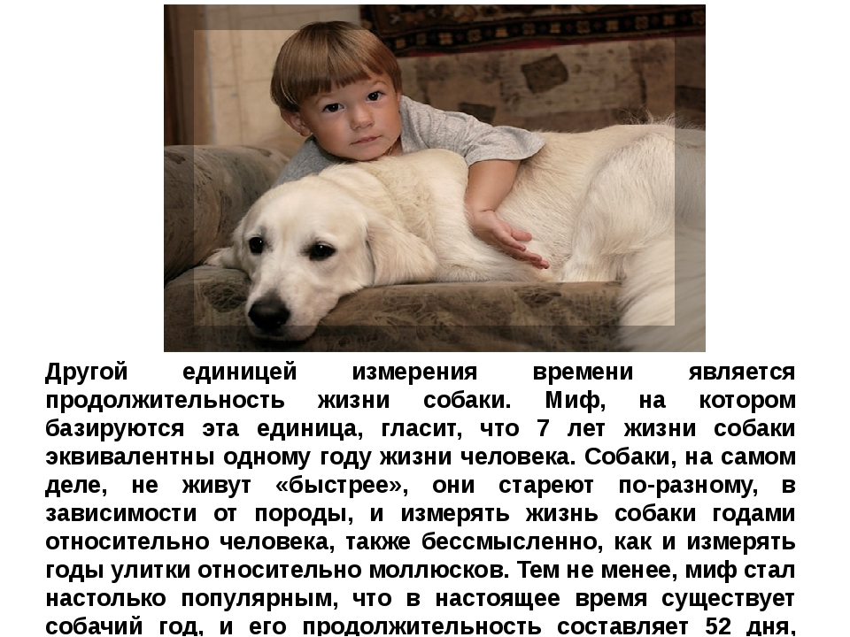 Сколько живут лабрадоры в домашних условиях