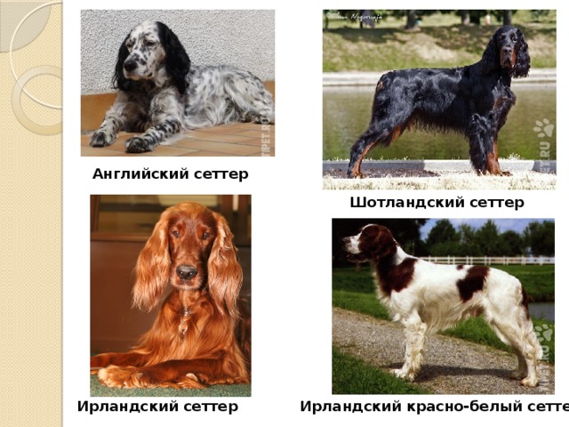 Сеттер (собака): описание русской породы, виды
