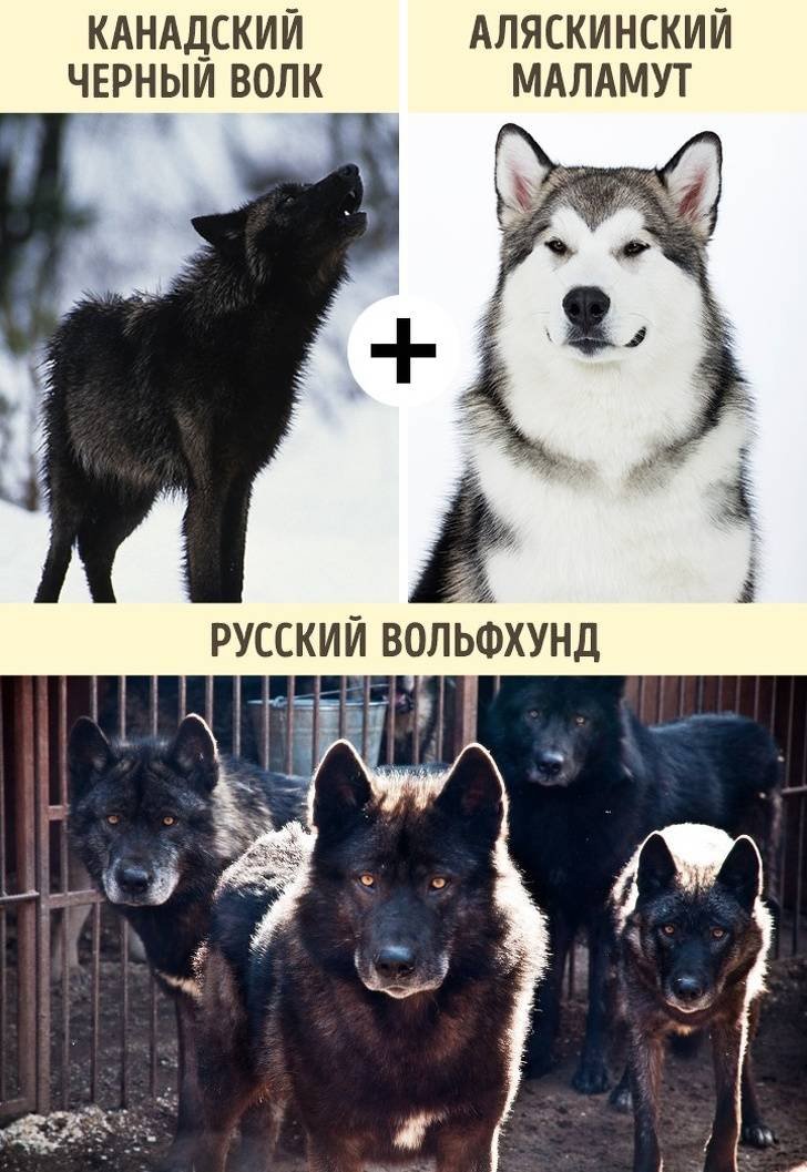 Волкособы: описание породы, размер собак