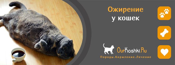 Ожирение у кошек и котов