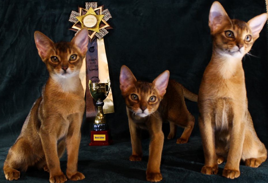 Питомники абиссинских кошек
