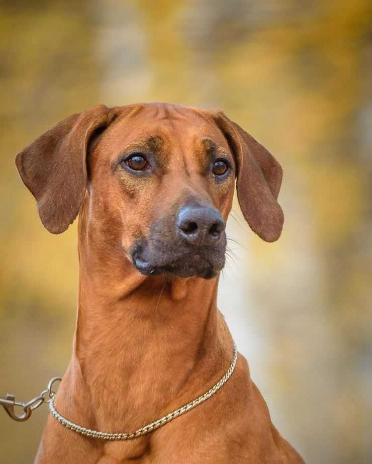 Родезийский риджбек: описание породы собак