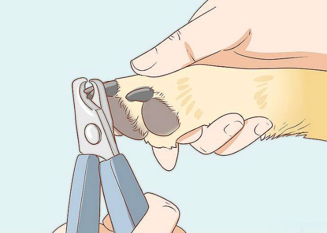 Как подстричь когти собаке правильно в домашних условиях
