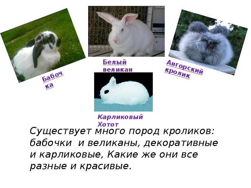 Маленькие кролики декоративных пород: обзор