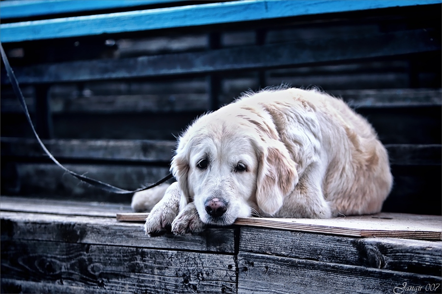 7 поступков хозяина, которые вызовут у собаки грусть и обиду