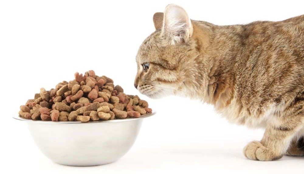 Сухой корм для кошек: вред или польза