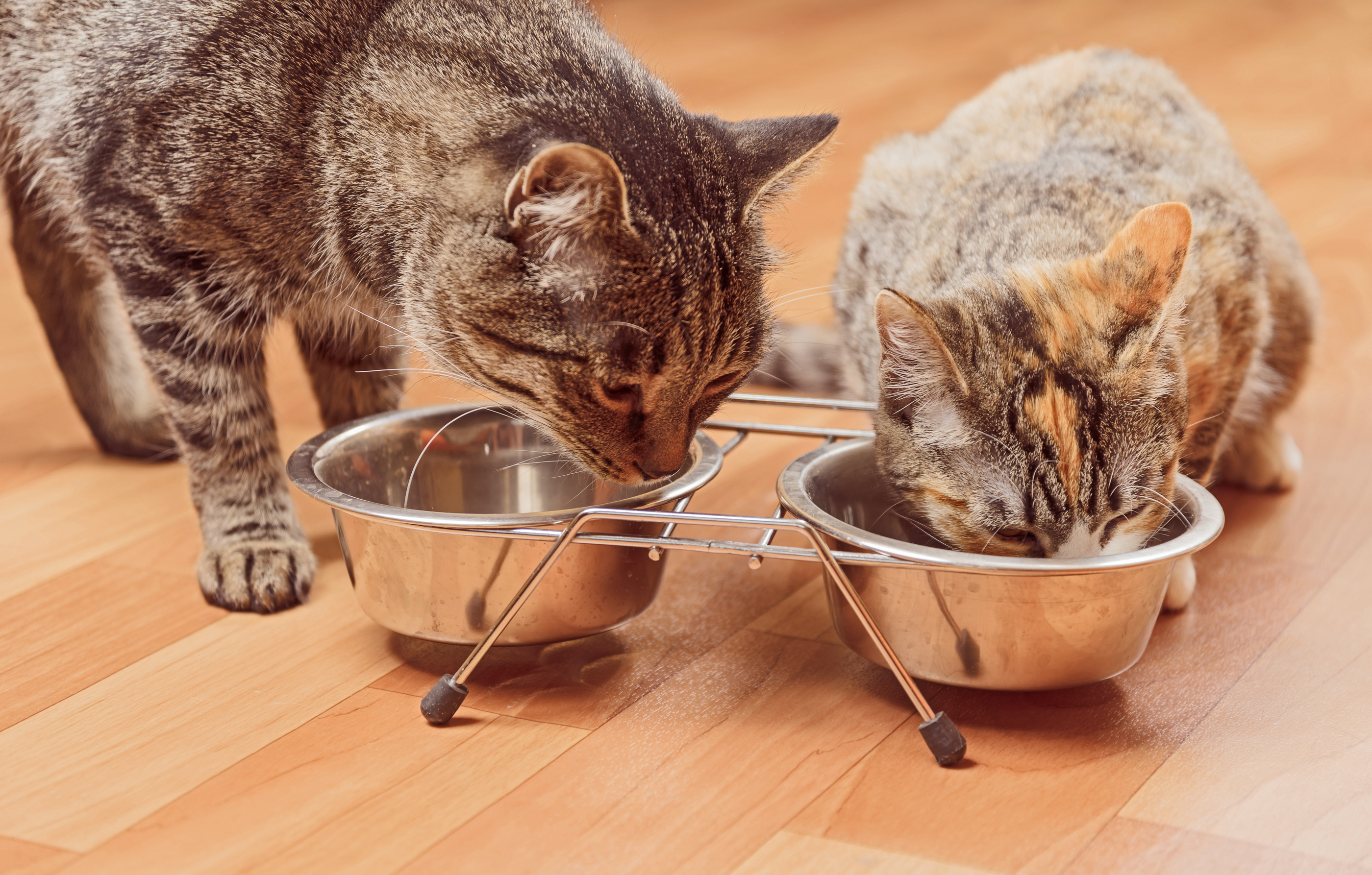 Кошке можно давать яйцо. Миска с едой. Еда для кошек. Миска для кота. Котик с миской.