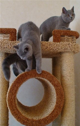 Когтеточка для кошек: примеры как сделать домик