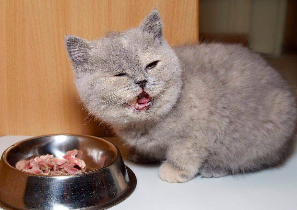 Можно ли кормить кошку сырым мясом и только им