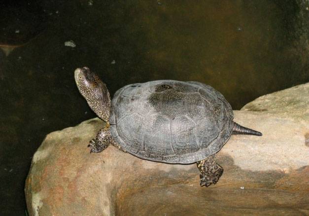Сколько живут черепахи: продолжительность жизни водных и сухопутных