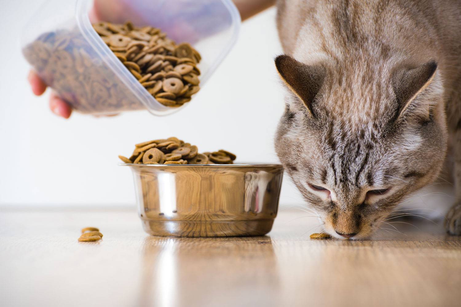 Понос и рвота у кота: что делать в домашних условиях