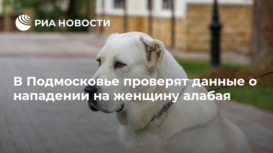 Опасные породы собак: что диктует российский закон