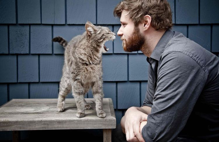Понимает ли кошка человеческую речь: мифы и реальность