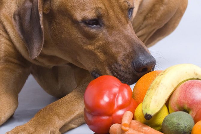 Можно ли собакам помидоры, огурцы, капусту и другие овощи