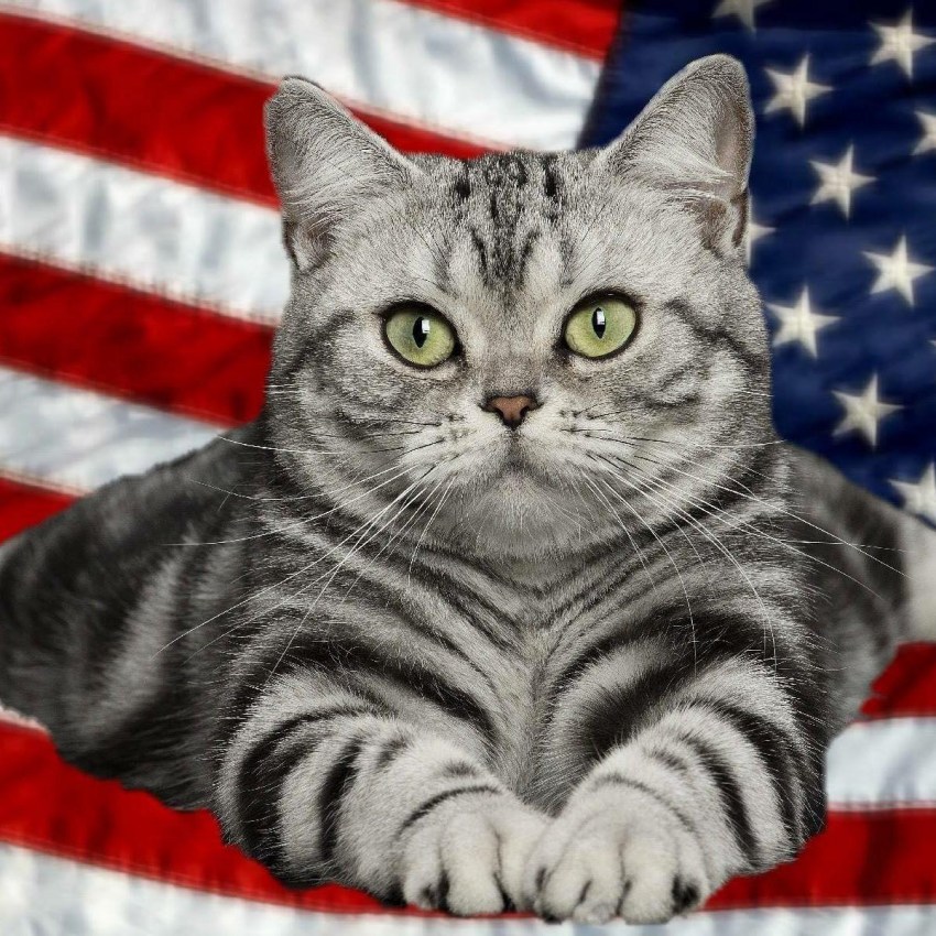 Американская короткошерстная кошка и гладкошерстные коты-американцы