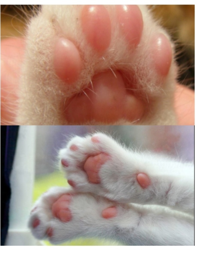 Сколько пальцев у кошки