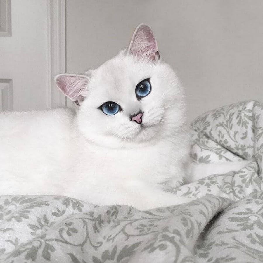Кот Коби: порода с красивыми голубыми глазами