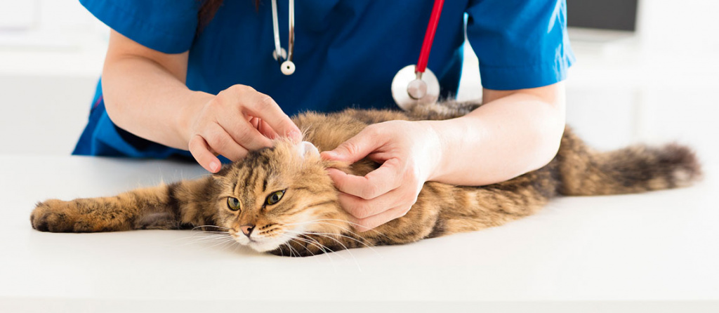 Гемобартонеллёз: лечение инфекционной анемии у кошек