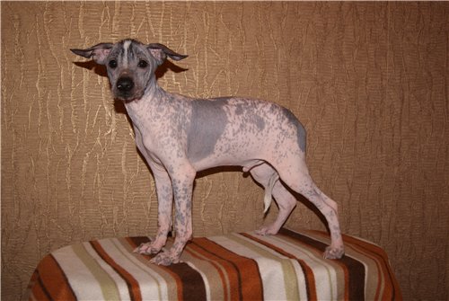 Необычная собака-цветок из Перу: перуанская голая собака