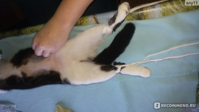 Сколько кошке ходить в бандаже после стерилизации
