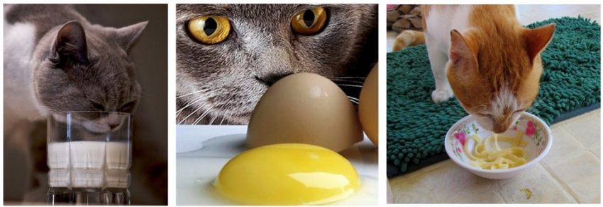 Можно котам вареные яйца