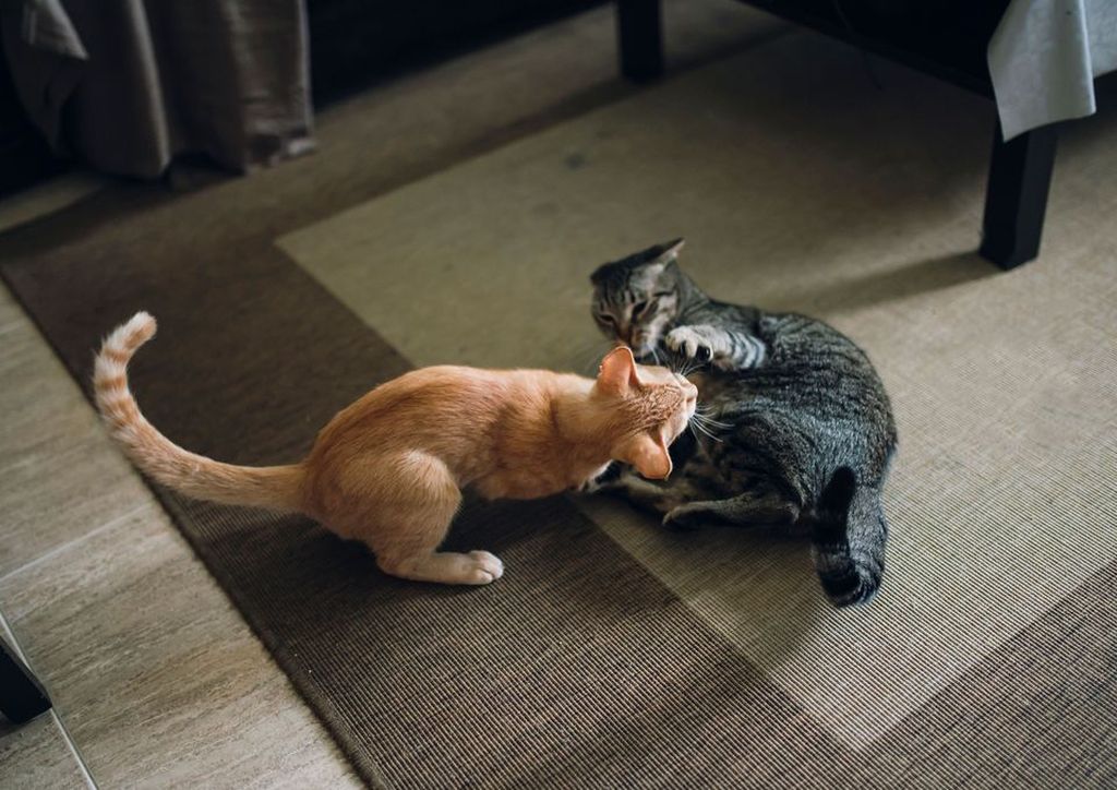 Коты дерутся: основные причины поведения и что можно сделать для отучения