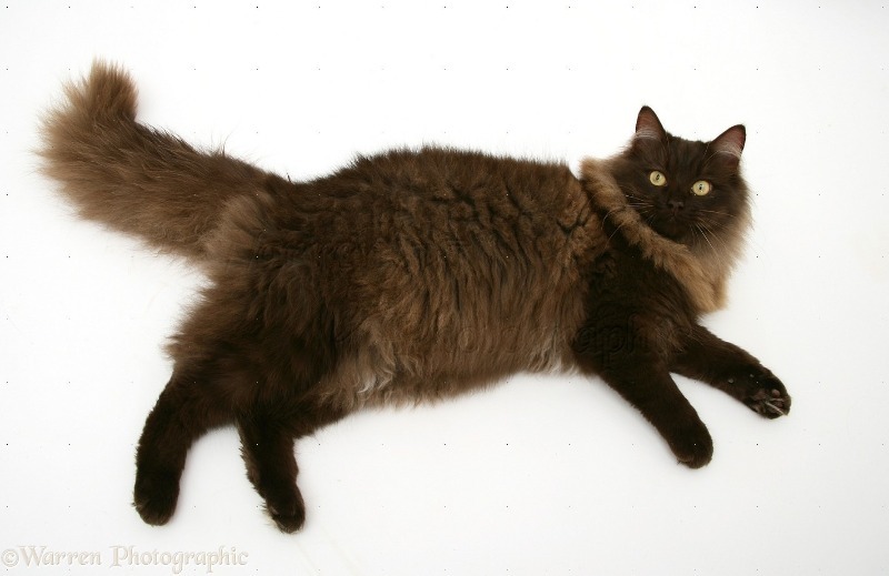 Йоркская шоколадная кошка (Chocolate York cat)