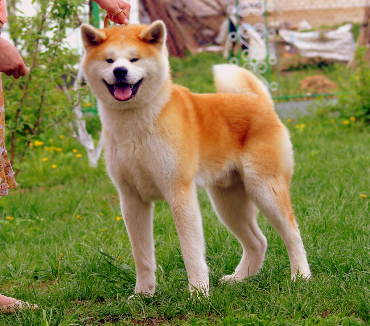 Хоккайдо (порода собак): подробное описание