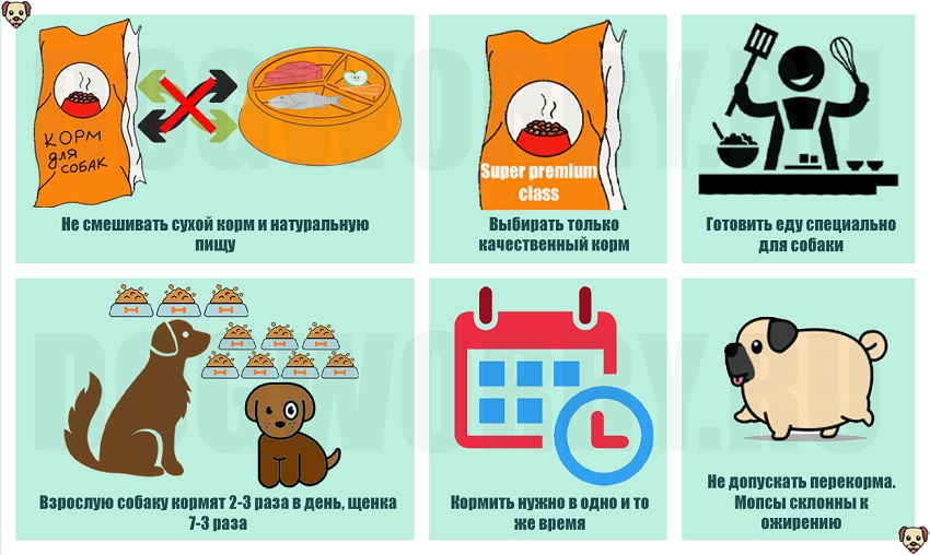 Чем кормить мопса: список продуктов, какой лучше
