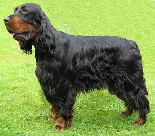 Шотландский сеттер гордон: описание породы собак