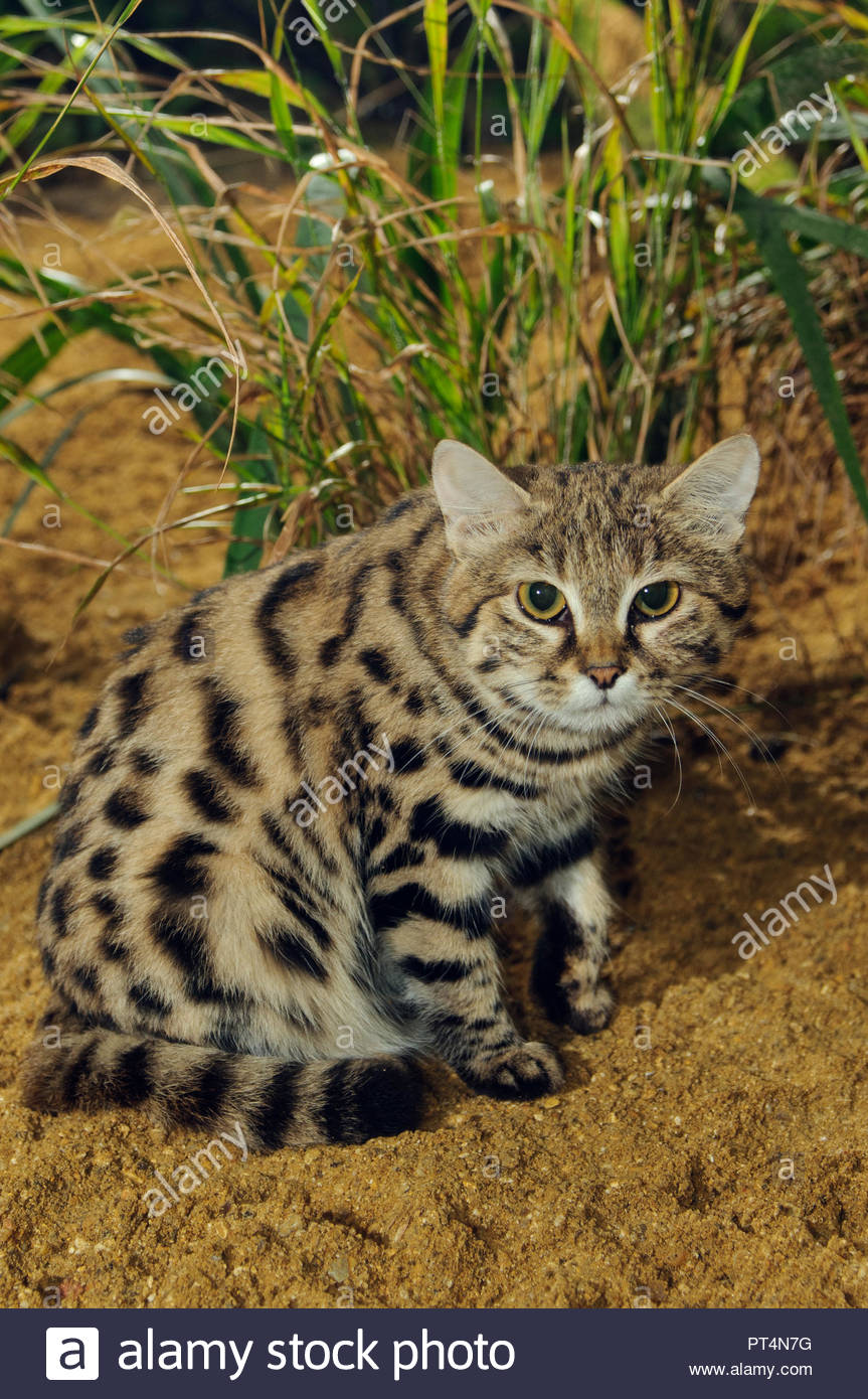 Африканская черноногая кошка (муравьиный тигр)