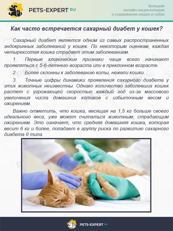 Судороги у кота: причины, что делать, лечение