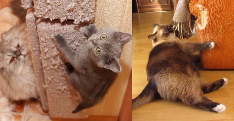 Зачем кошки обдирают обои и царапают мебель