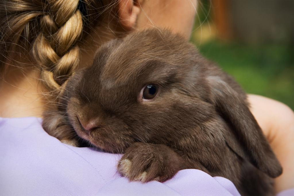 Интересные факты о кроликах и о кролиководстве