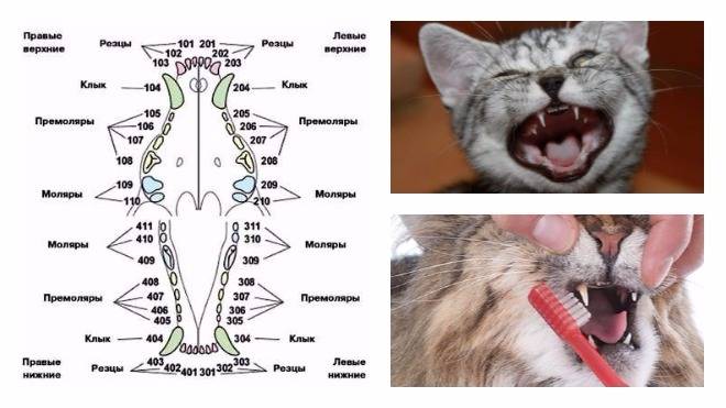 Сколько зубов у кошки: схема челюсти взрослого кота
