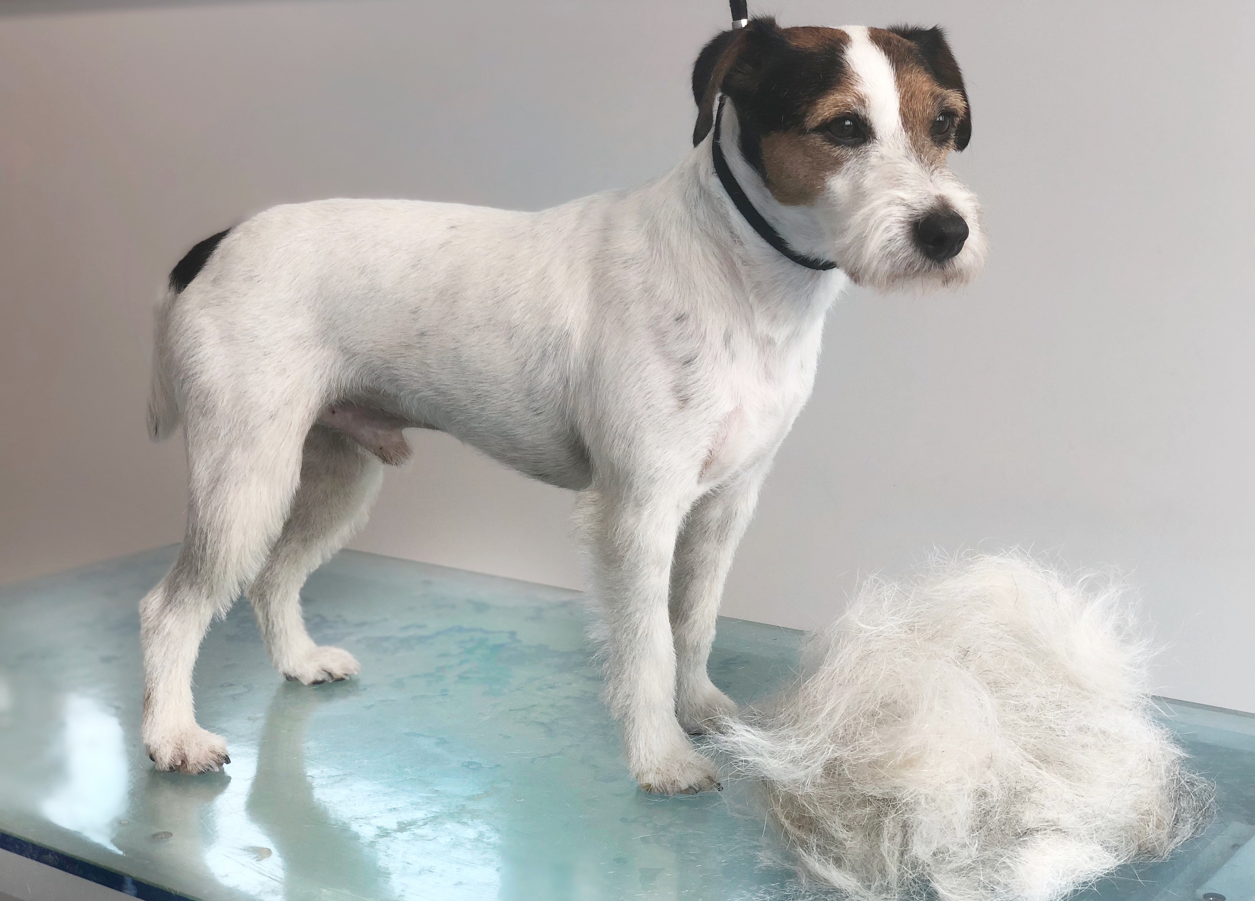 После тримминга желтеет шерсть у белой собаки: почему и что делать