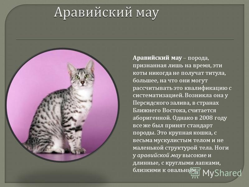 Анатолийская кошка (порода)