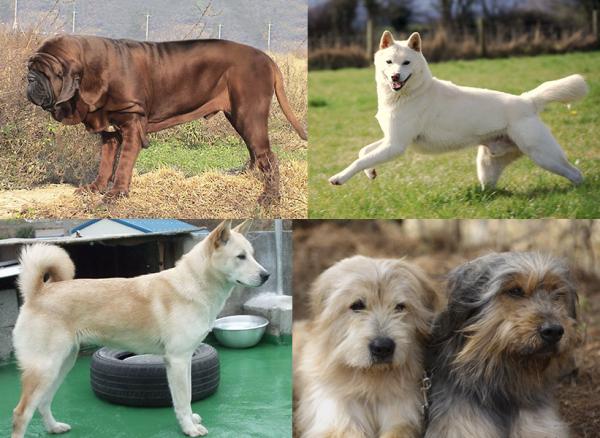 Азиатские породы собак