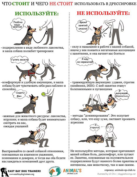 Как дрессировать взрослую собаку и научить командам