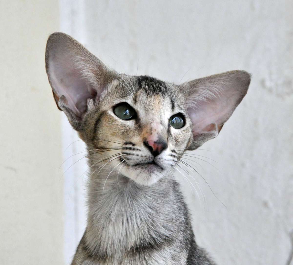 Кот с большими ушами: примеры пород