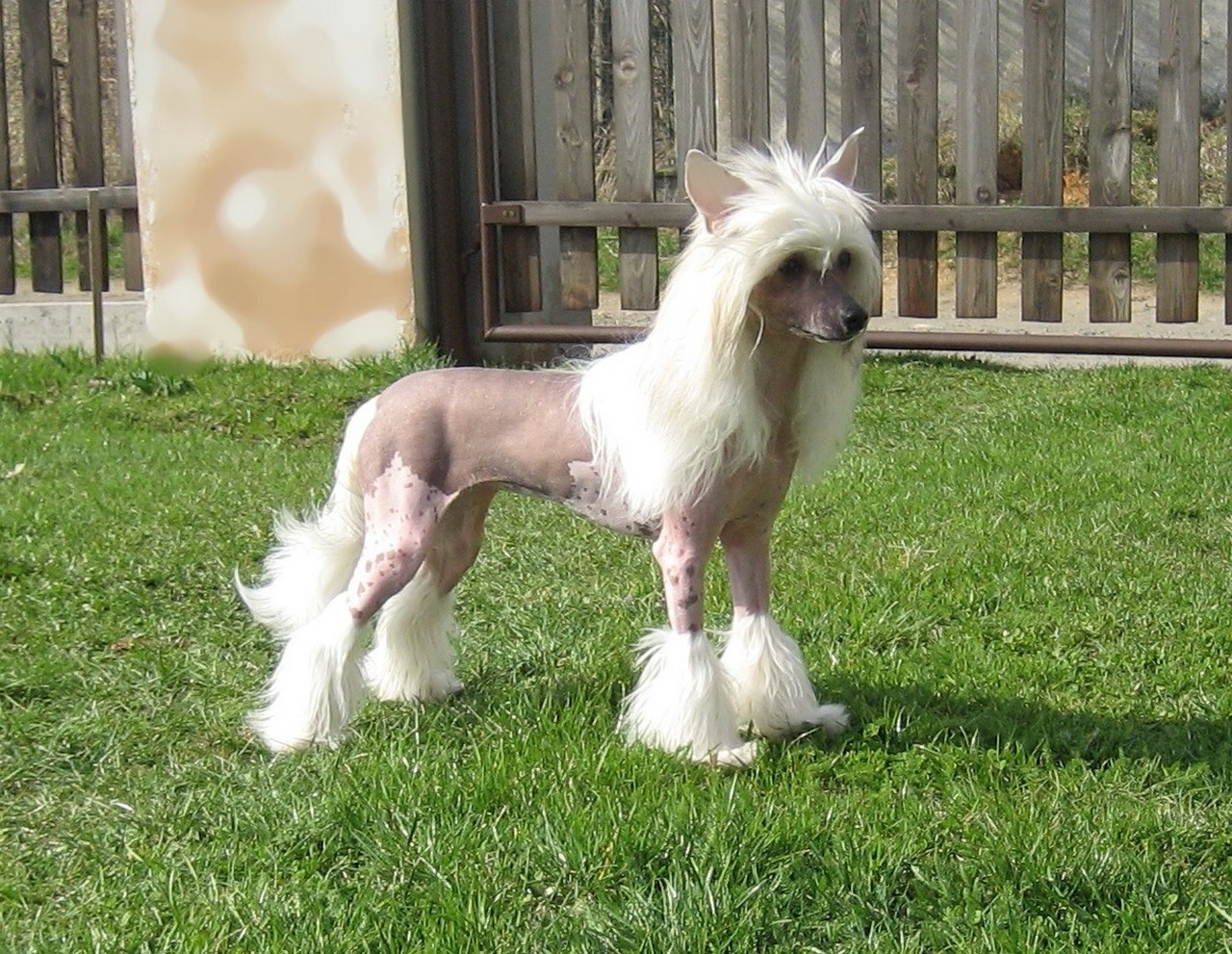 фото голая хохлатая китайская собака фото фото 34