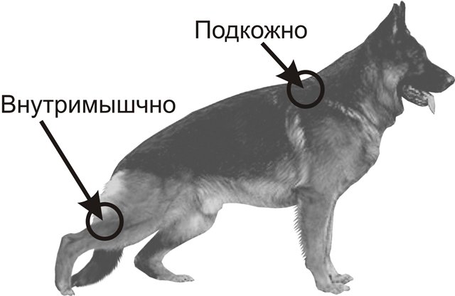 В какое место делать укол собаке внутримышечно фото